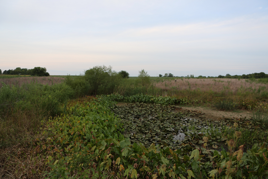 Full Size Image = 3792 K