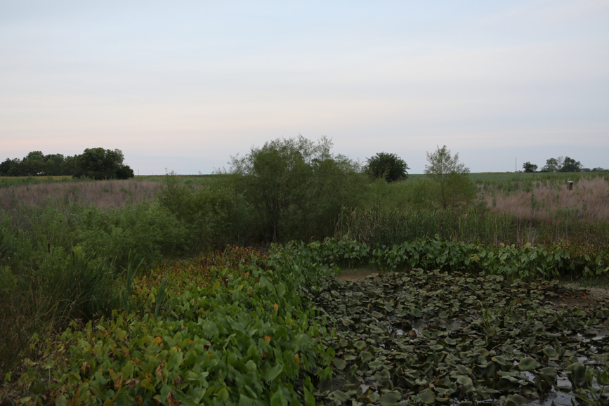 Full Size Image = 4485 K