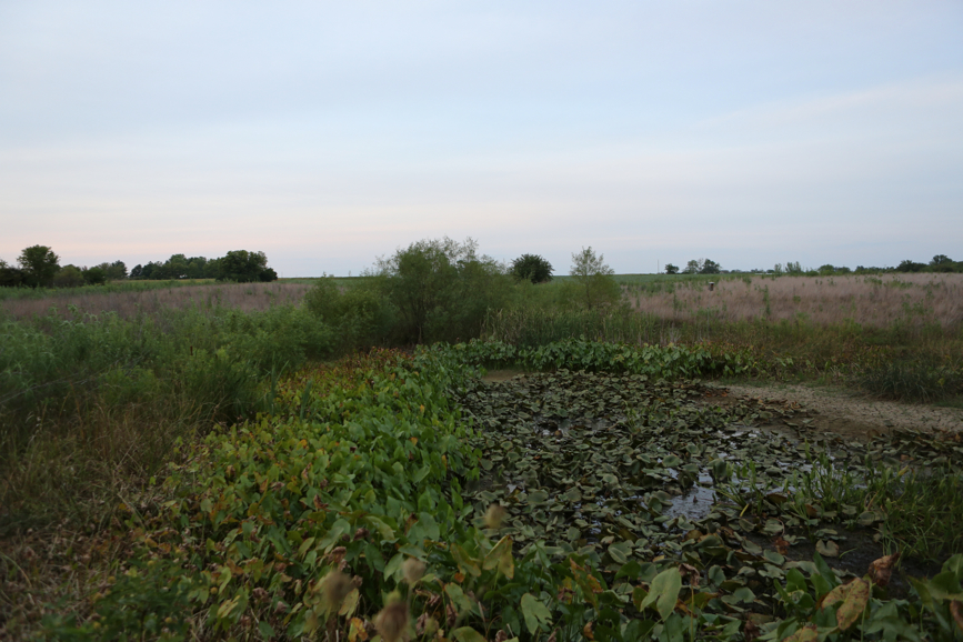 Full Size Image = 4118 K