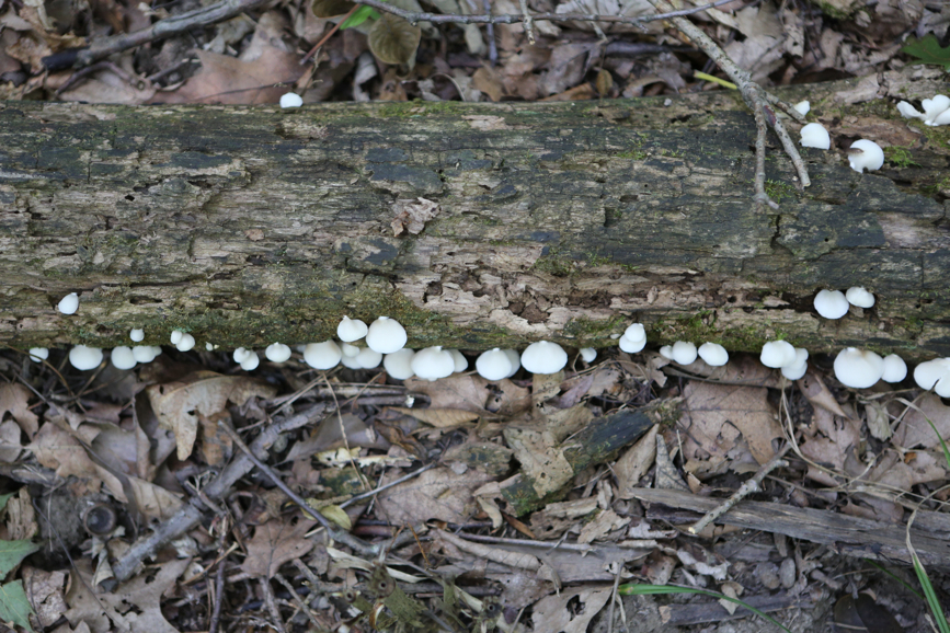 Full Size Image = 5538 K