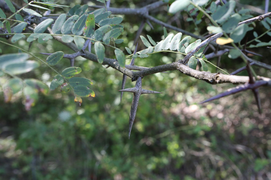 Full Size Image = 4267 K