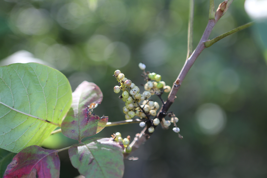 Full Size Image = 3175 K