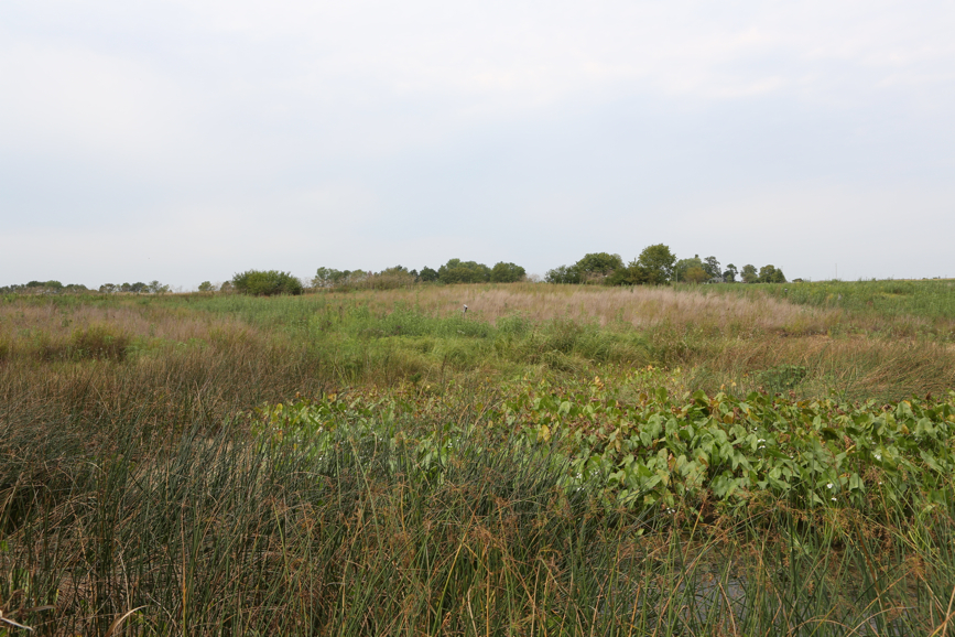 Full Size Image = 5467 K