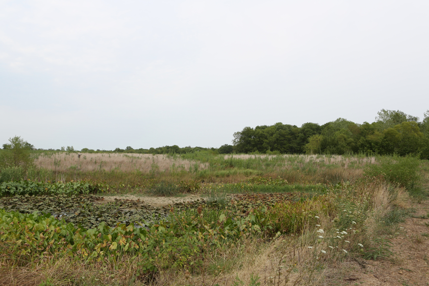 Full Size Image = 4893 K