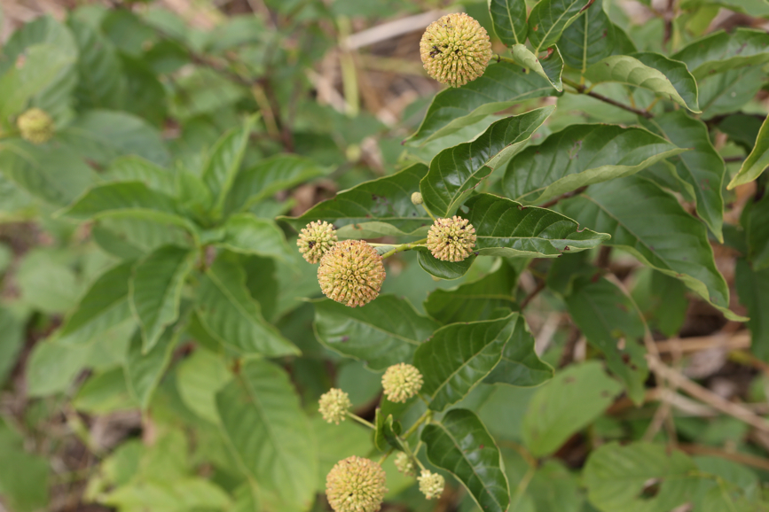 Full Size Image = 3241 K