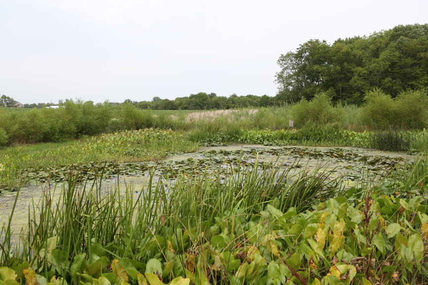 Full Size Image = 5583 K