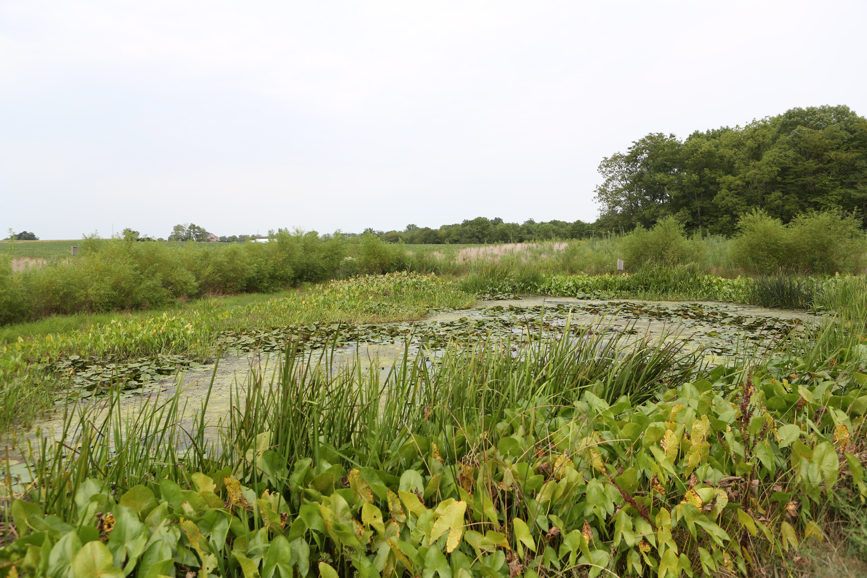 Full Size Image = 5105 K