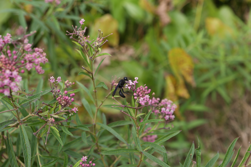 Full Size Image = 3392 K