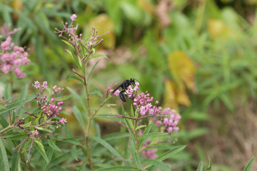 Full Size Image = 3206 K