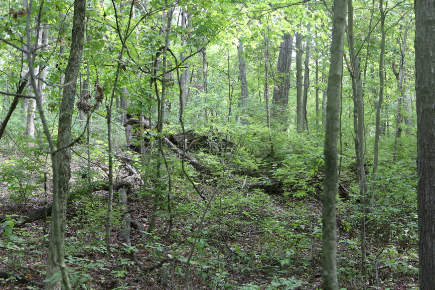 Full Size Image = 8897 K