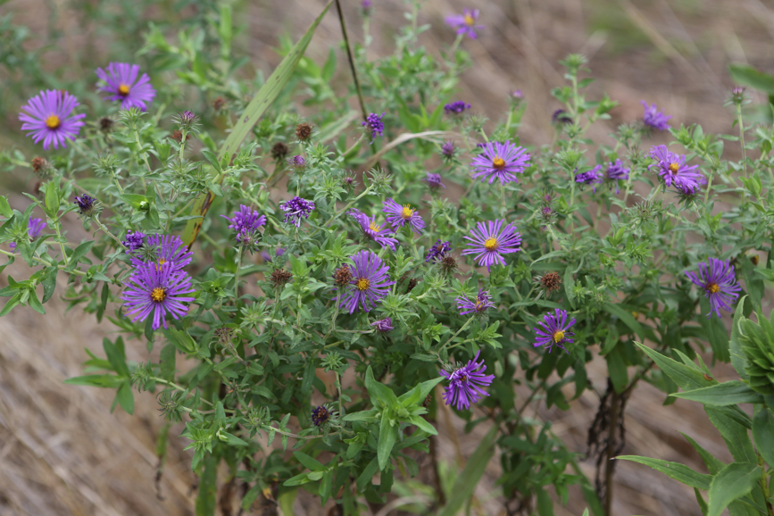 Full Size Image = 4199 K