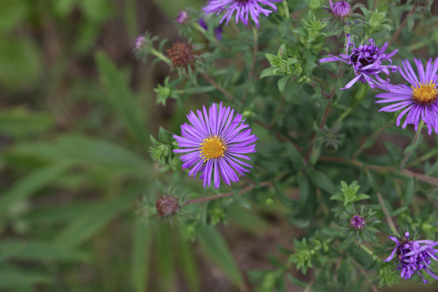 Full Size Image = 3352 K