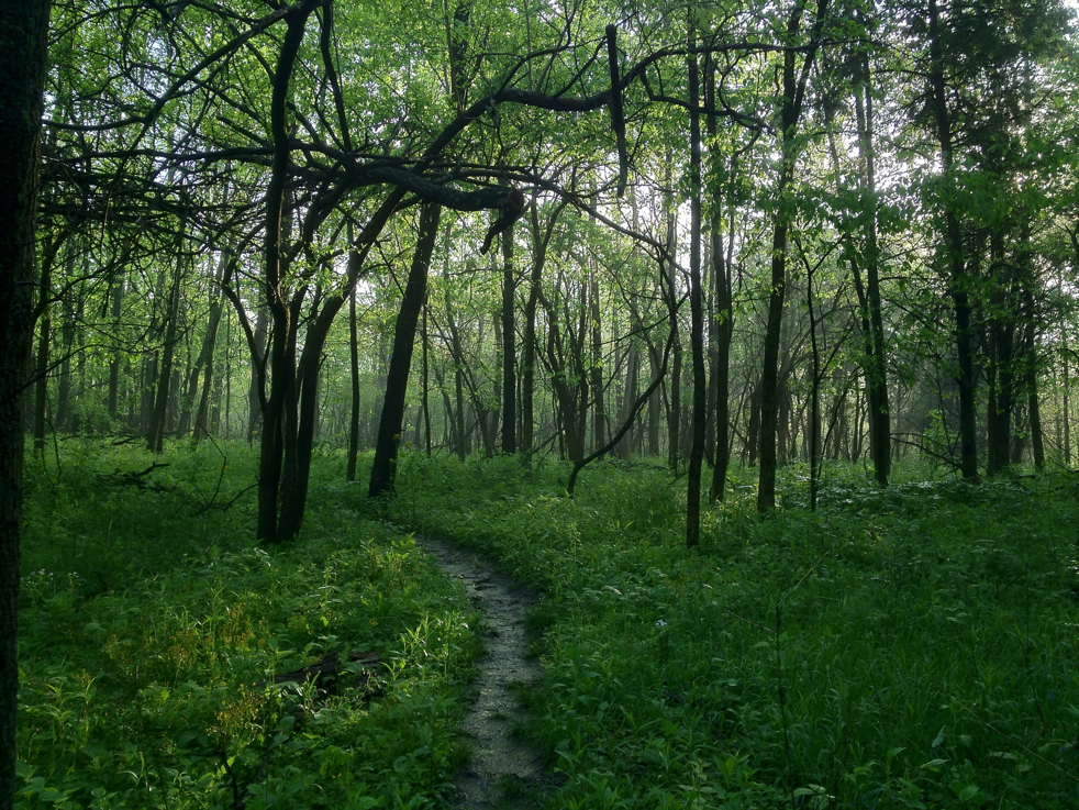 Full Size Image = 8652 K