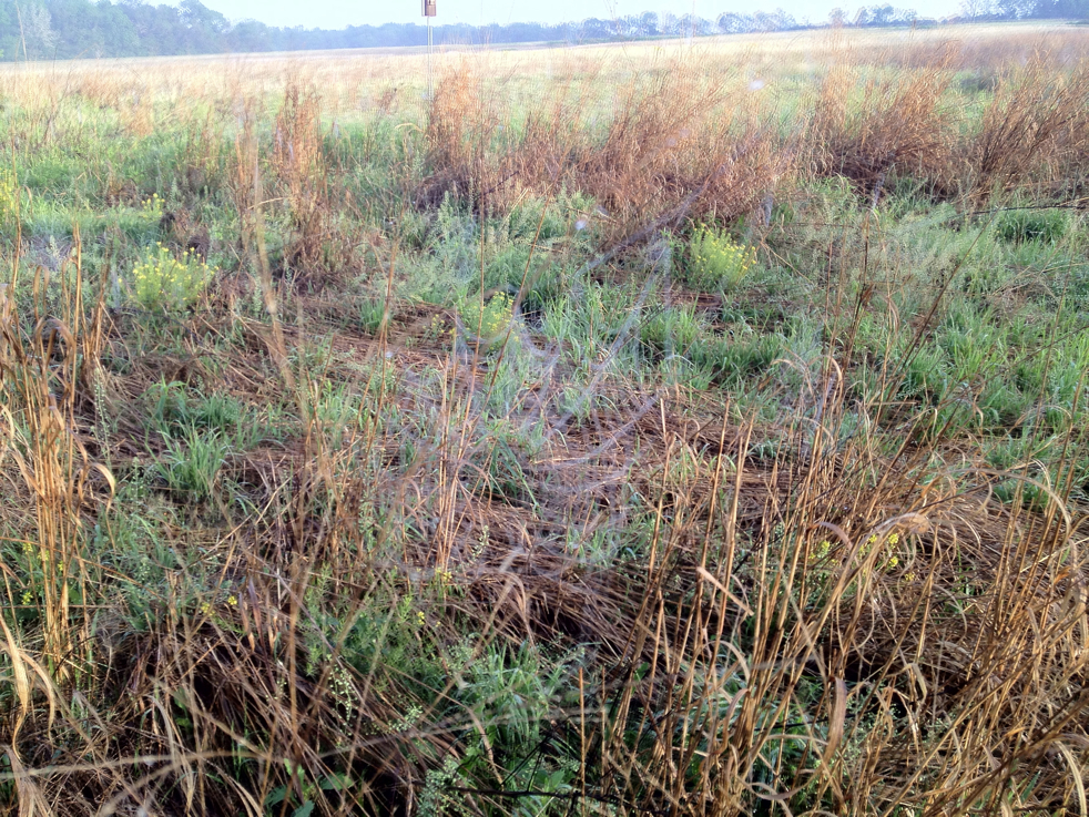 Full Size Image = 9282 K