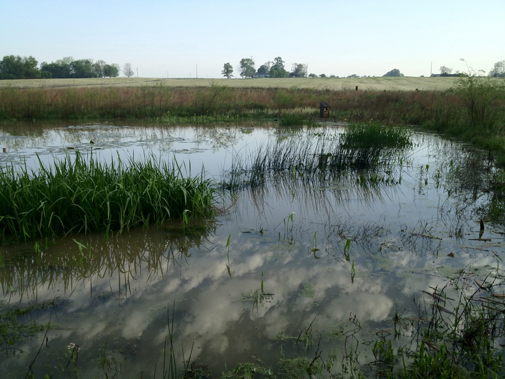 Full Size Image = 6016 K