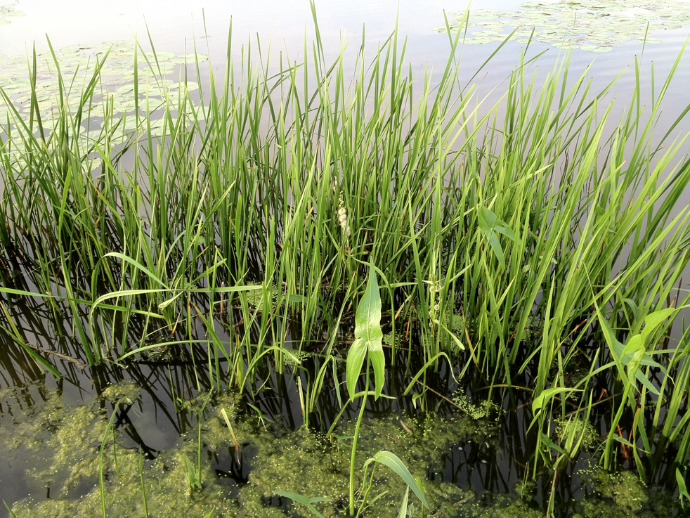 Full Size Image = 8628 K