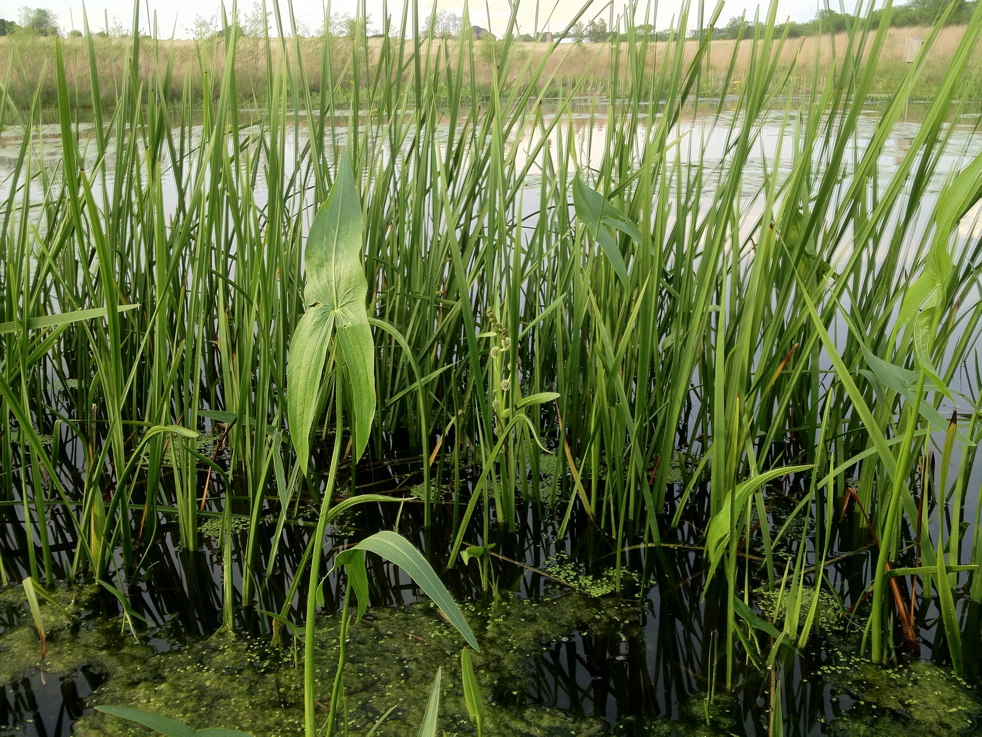 Full Size Image = 7934 K