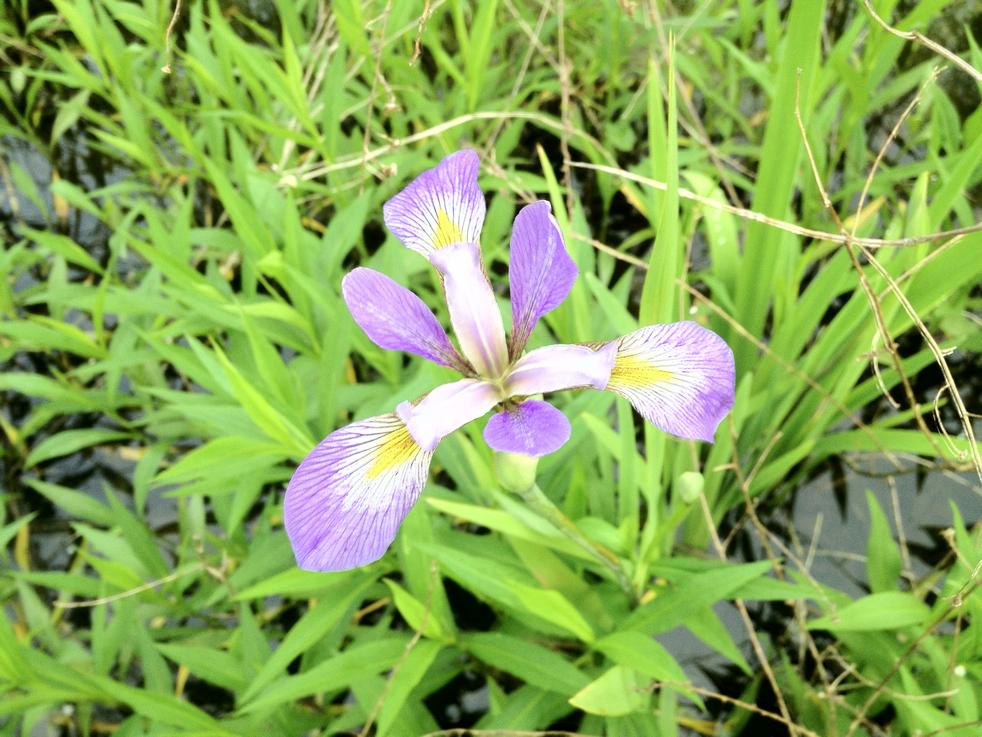 Full Size Image = 6871 K