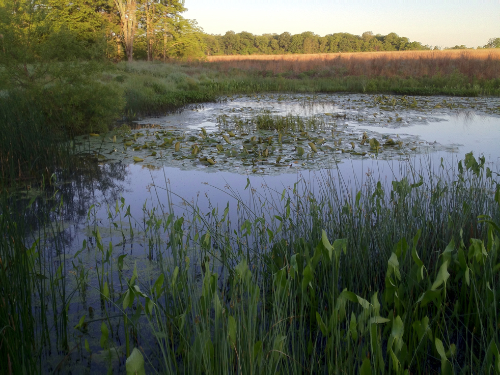 Full Size Image = 6279 K