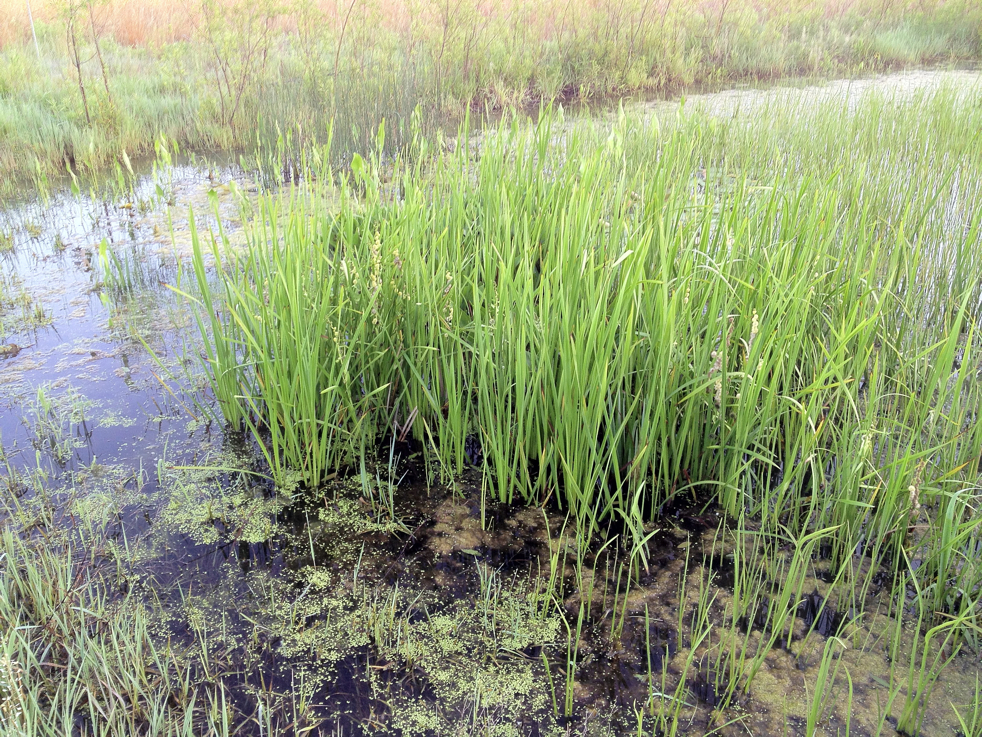 Full Size Image = 9223 K