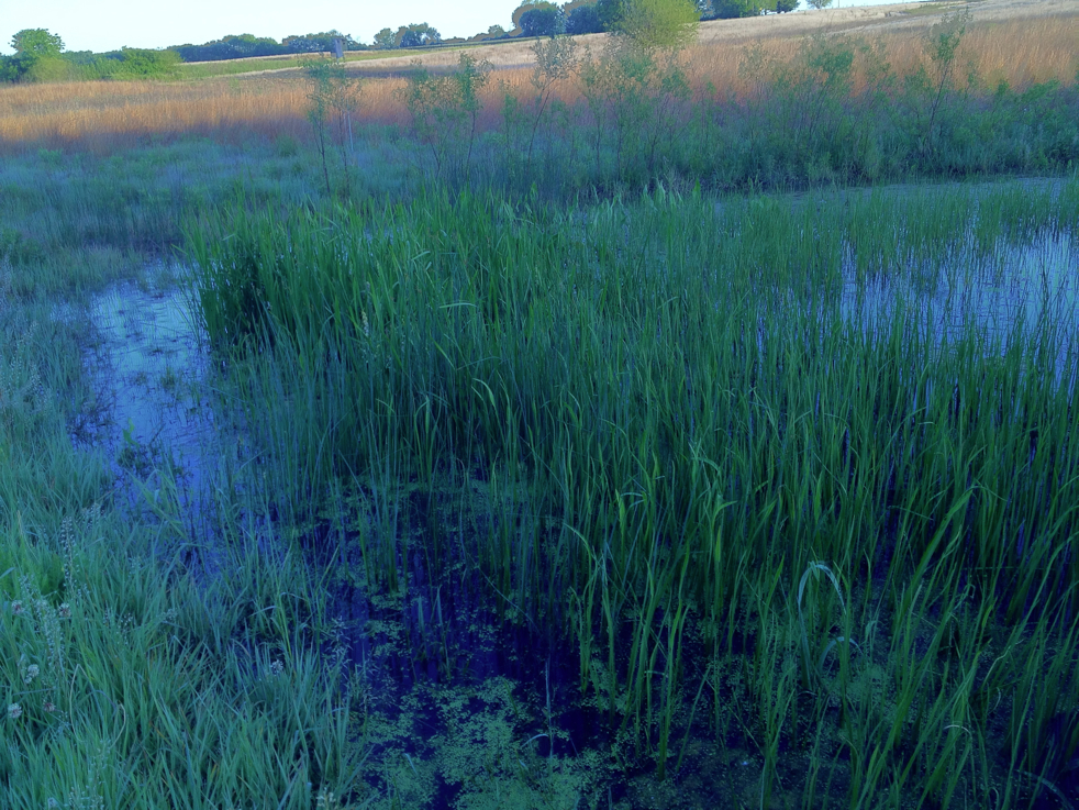 Full Size Image = 8893 K