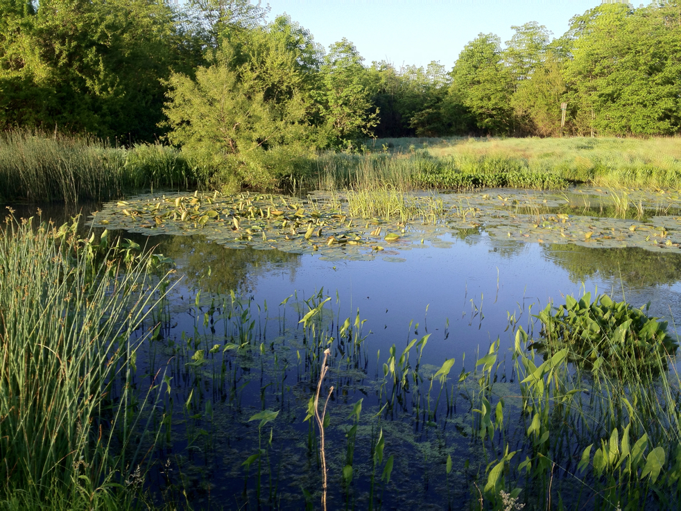 Full Size Image = 9342 K