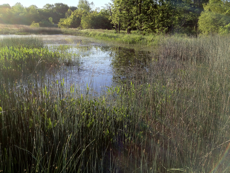 Full Size Image = 9131 K