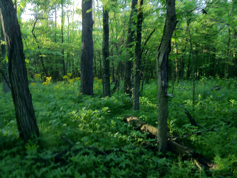 Full Size Image = 6562 K