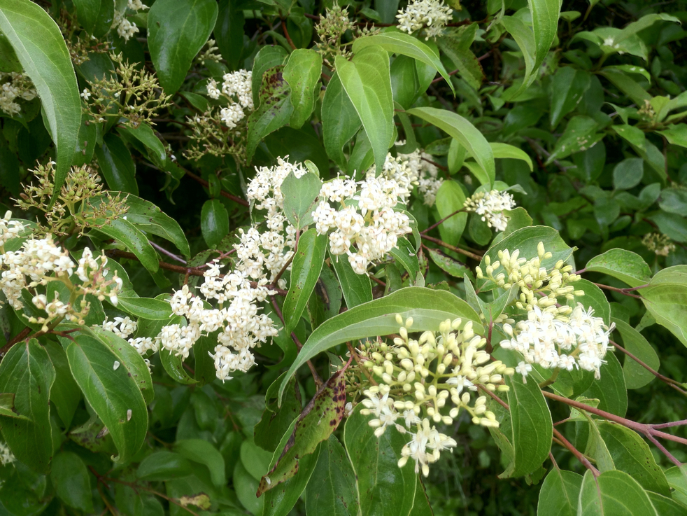 Full Size Image = 6092 K