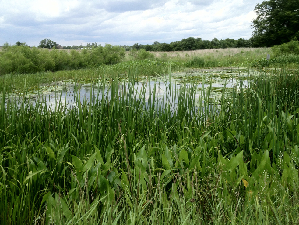 Full Size Image = 8193 K