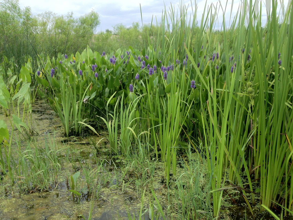 Full Size Image = 8854 K