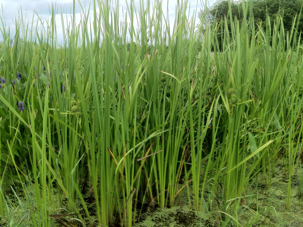 Full Size Image = 8640 K