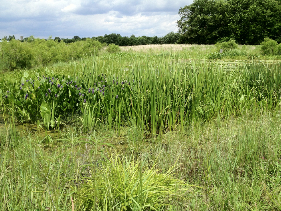 Full Size Image = 9903 K