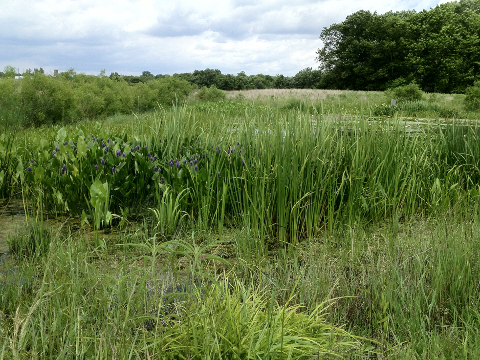 Full Size Image = 8998 K