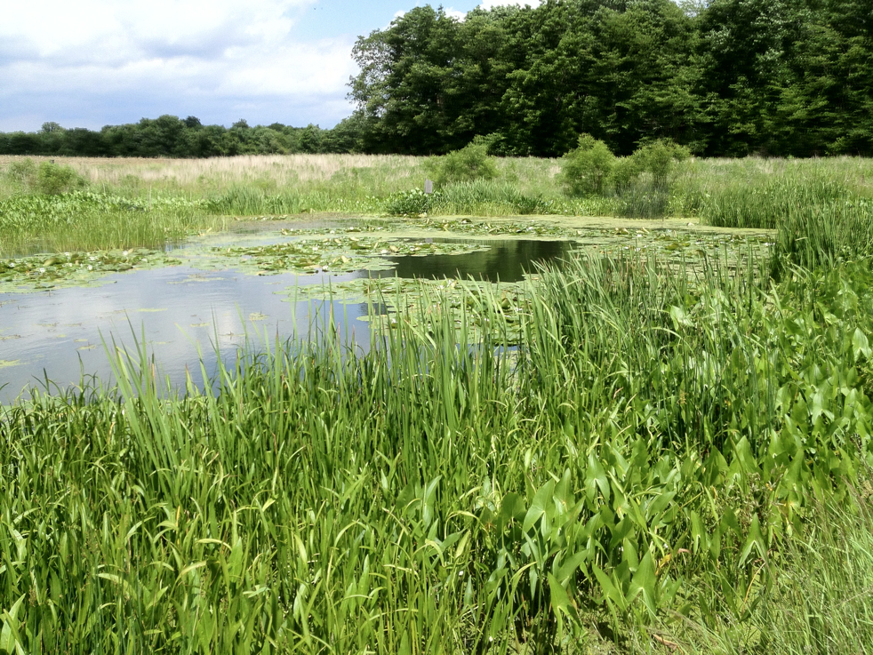 Full Size Image = 8846 K