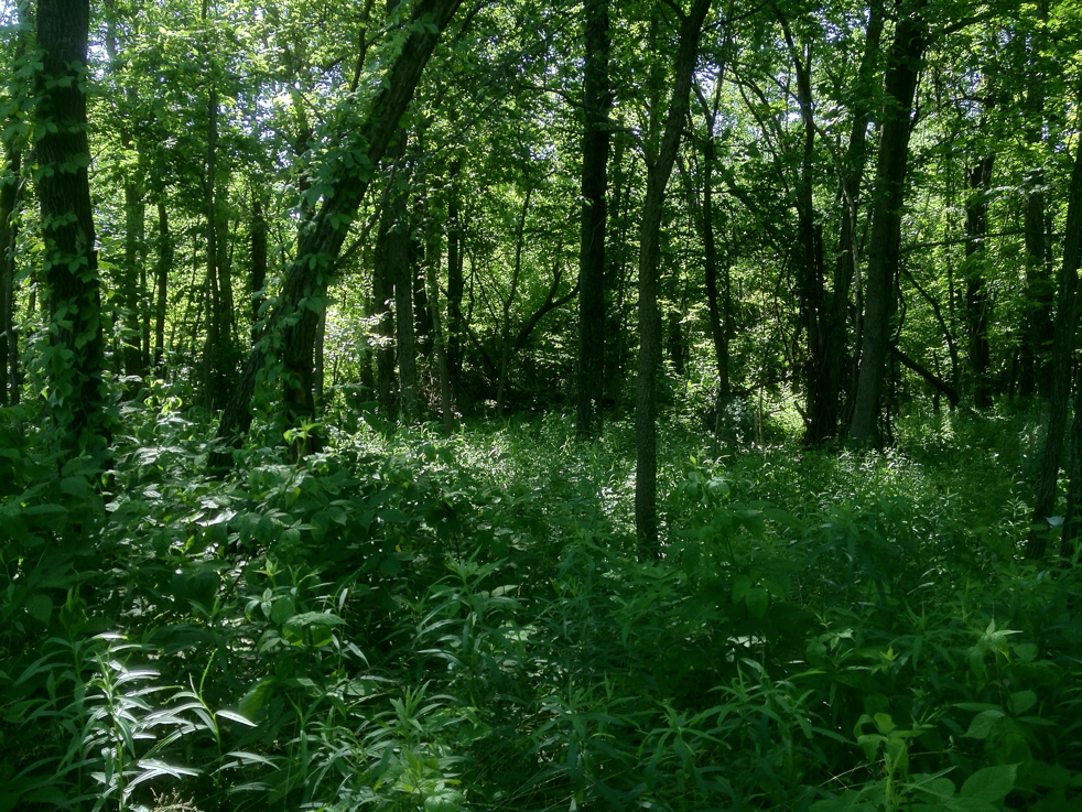 Full Size Image = 8979 K