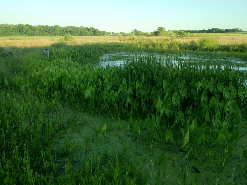 Full Size Image = 6765 K