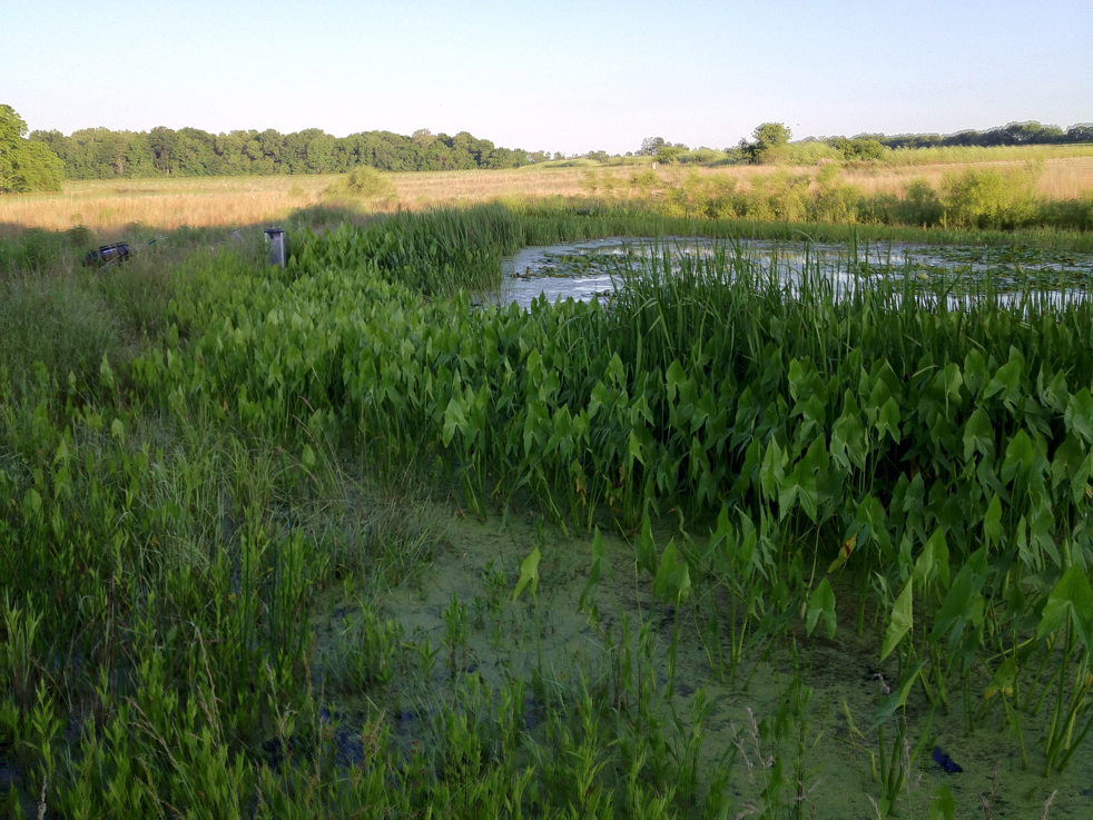 Full Size Image = 6549 K