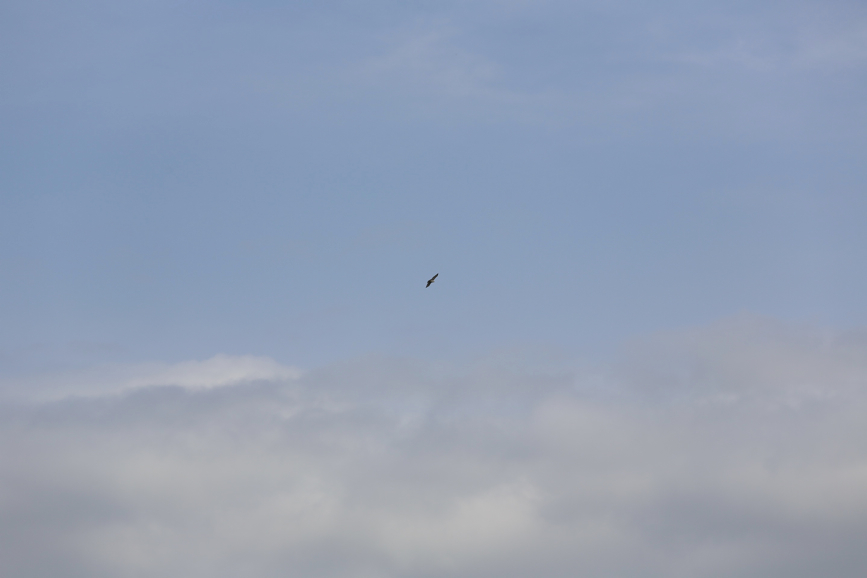 Full Size Image = 316 K