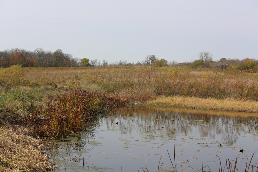 Full Size Image = 1735 K