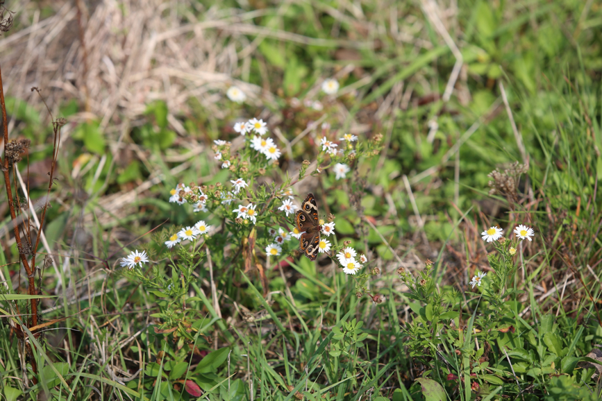 Full Size Image = 1199 K