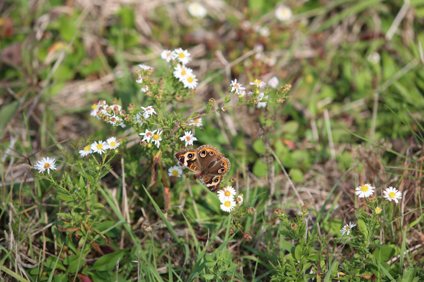 Full Size Image = 1009 K