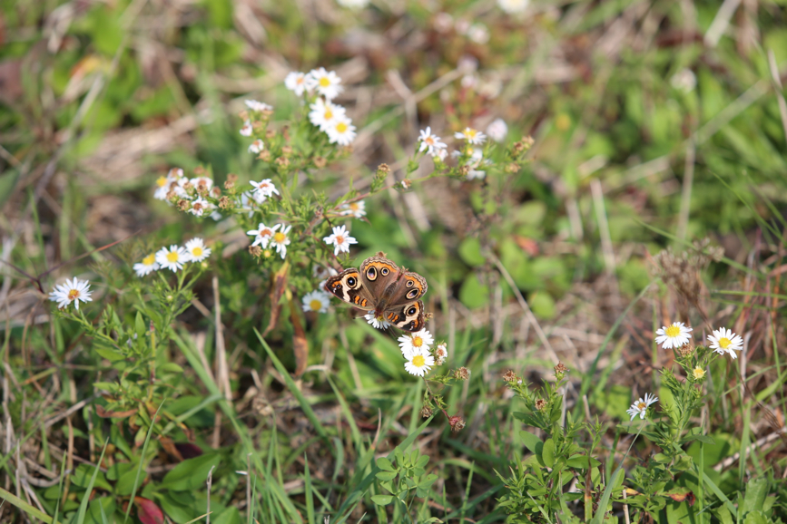 Full Size Image = 942 K