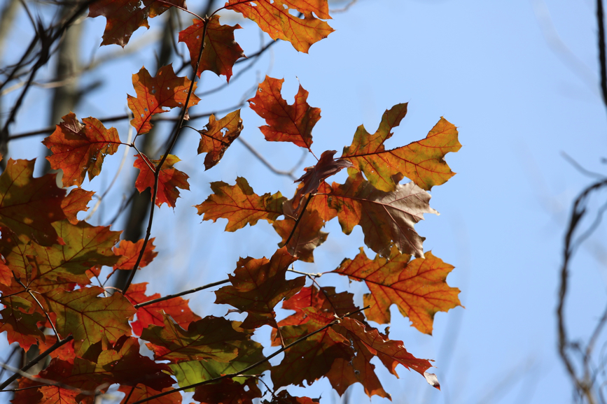 Full Size Image = 906 K