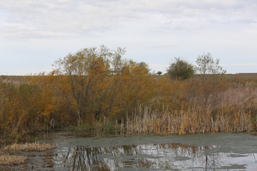 Full Size Image = 1739 K