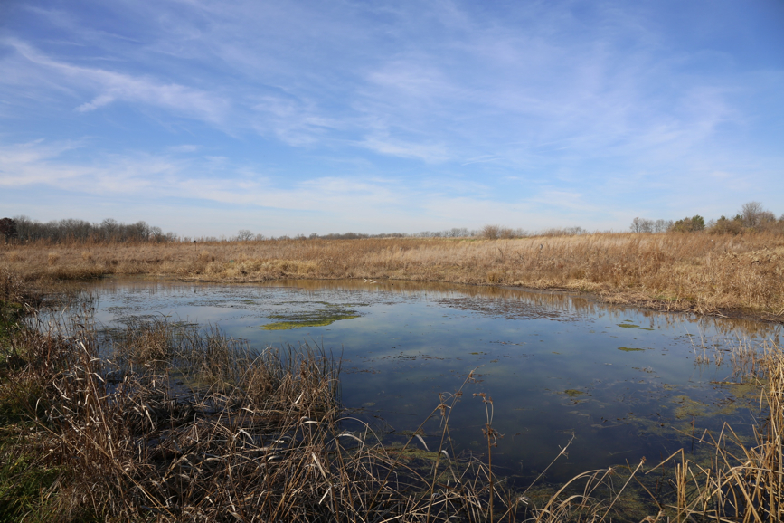 Full Size Image = 1513 K