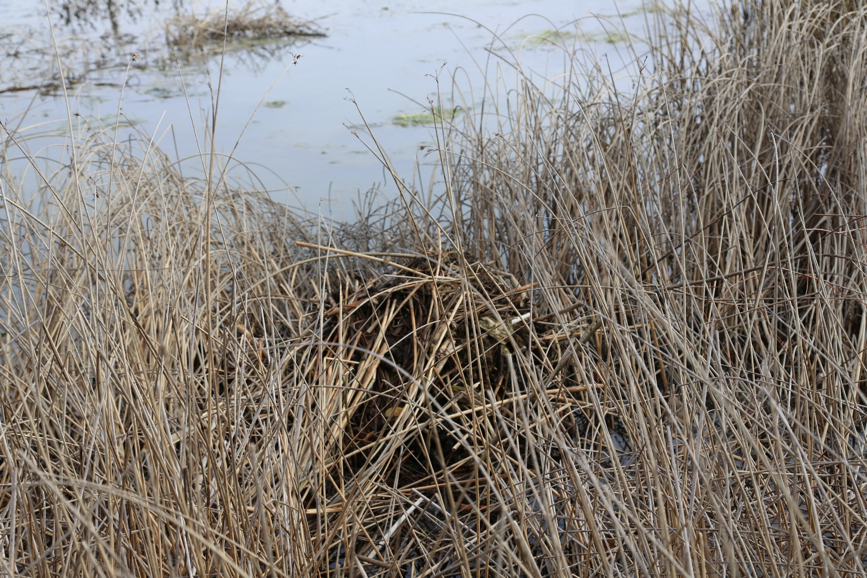 Full Size Image = 1815 K