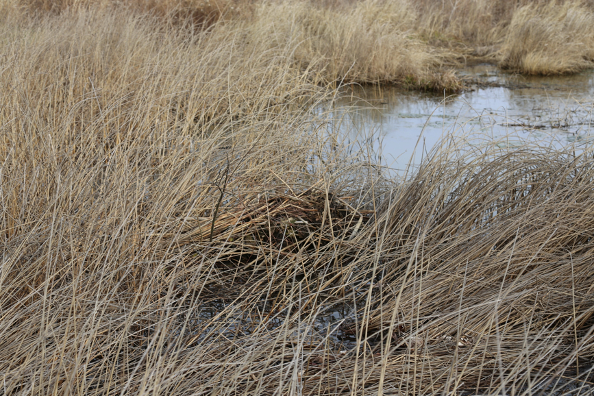 Full Size Image = 2205 K