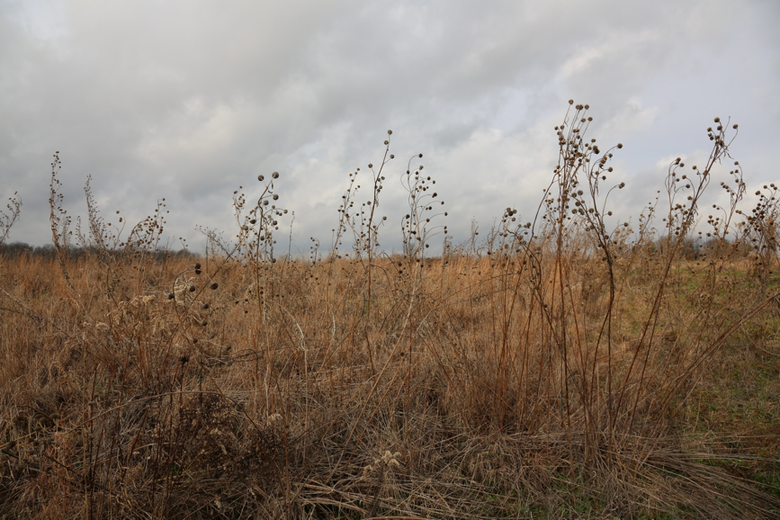 Full Size Image = 1717 K