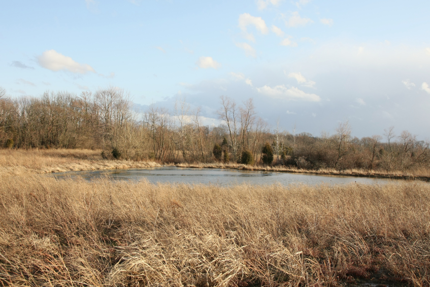 Full Size Image = 3706 K